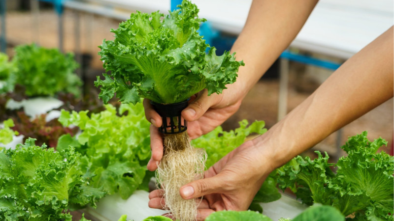 Unlock the Benefits of Hydroponic Gardening: A Guide to Reaping Maximum Yields